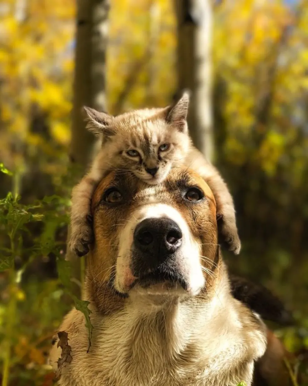 Perro y gato juntos