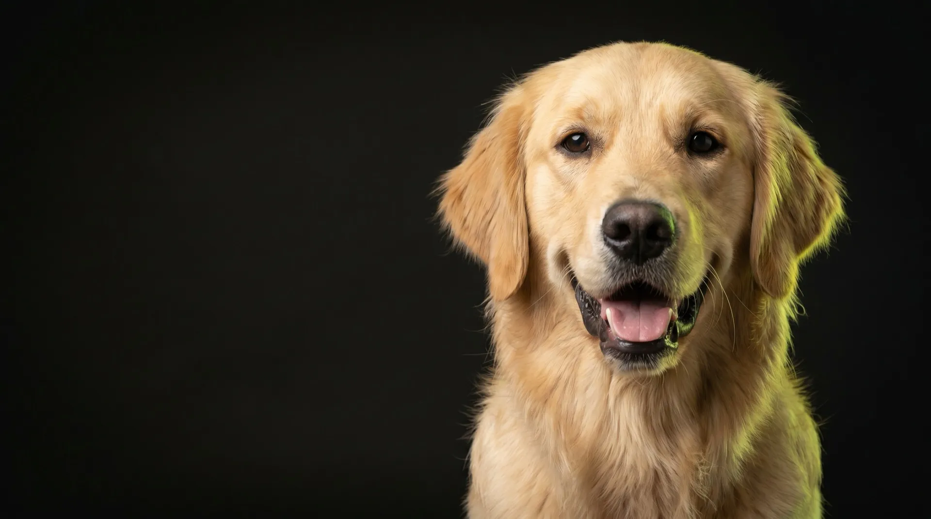 Retrato de un golden retriever sobre fondo oscuro