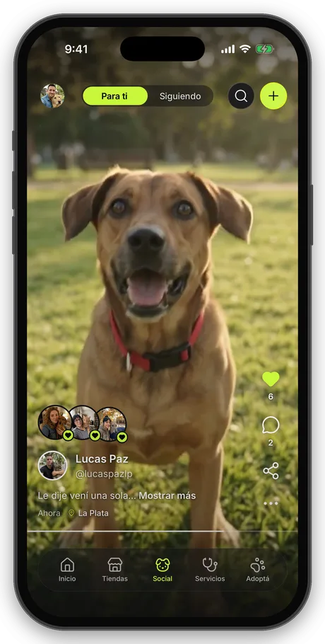 Feed social con video de mascotas